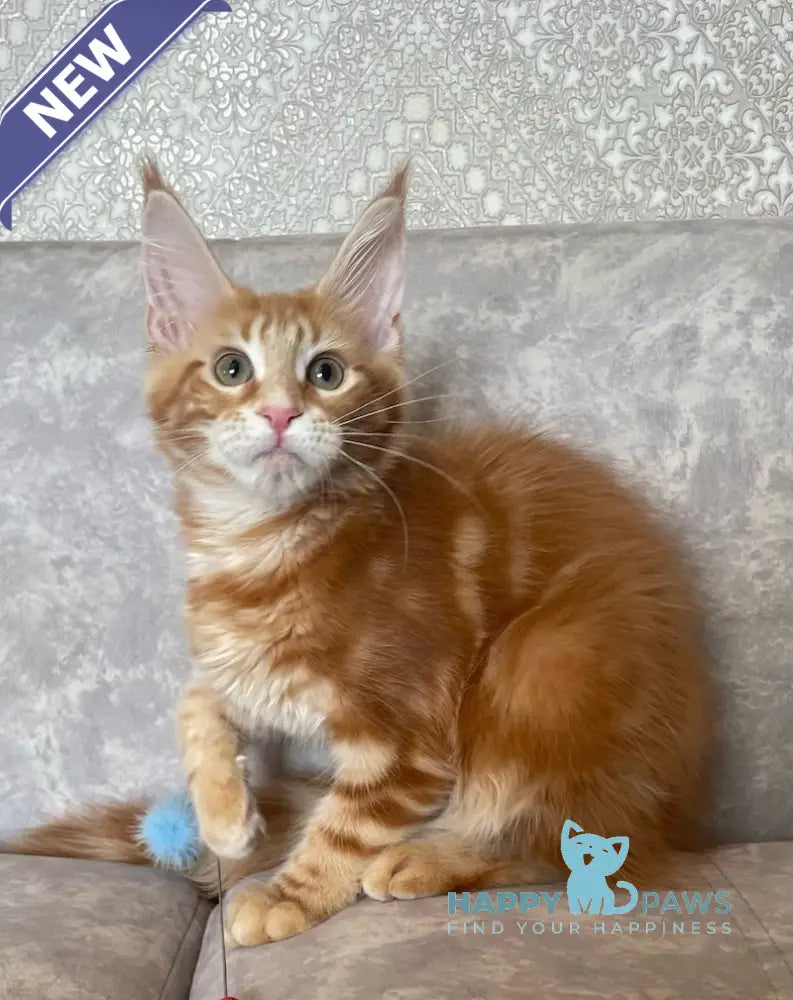Quincy Maine Coon female red tabby live animals