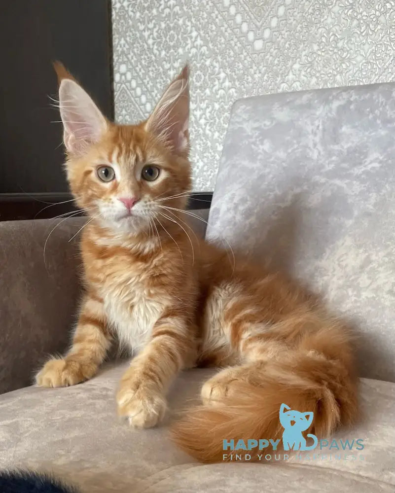 Quincy Maine Coon female red tabby live animals
