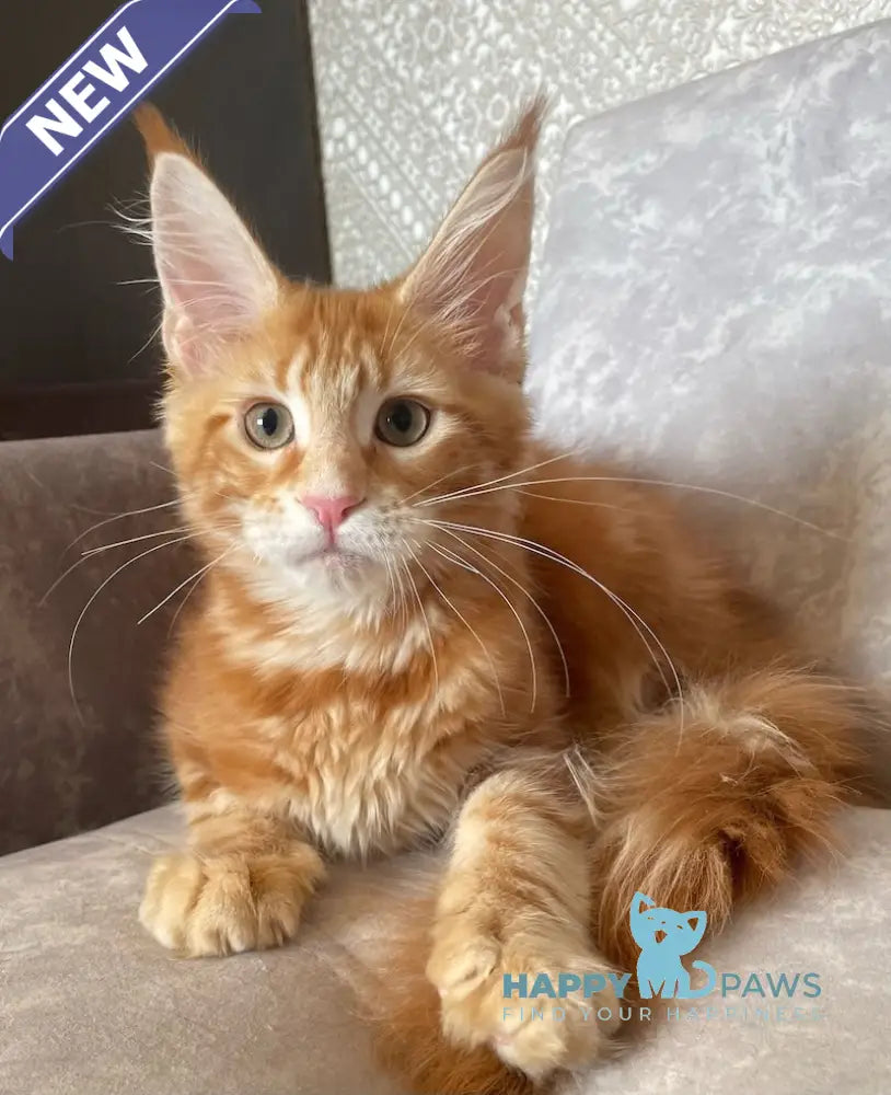 Quincy Maine Coon female red tabby live animals