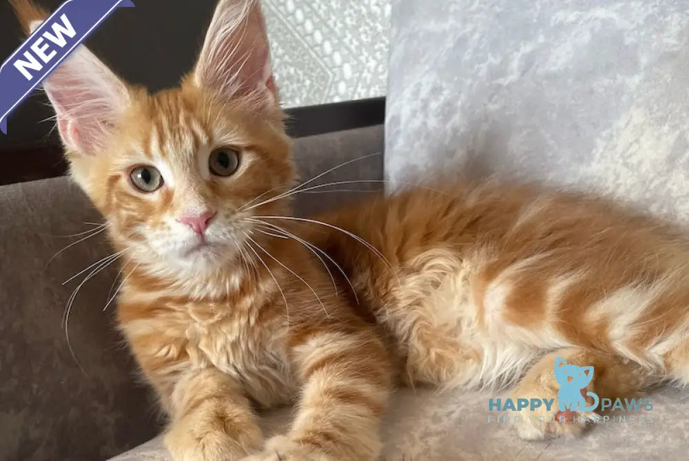 Quincy Maine Coon female red tabby live animals