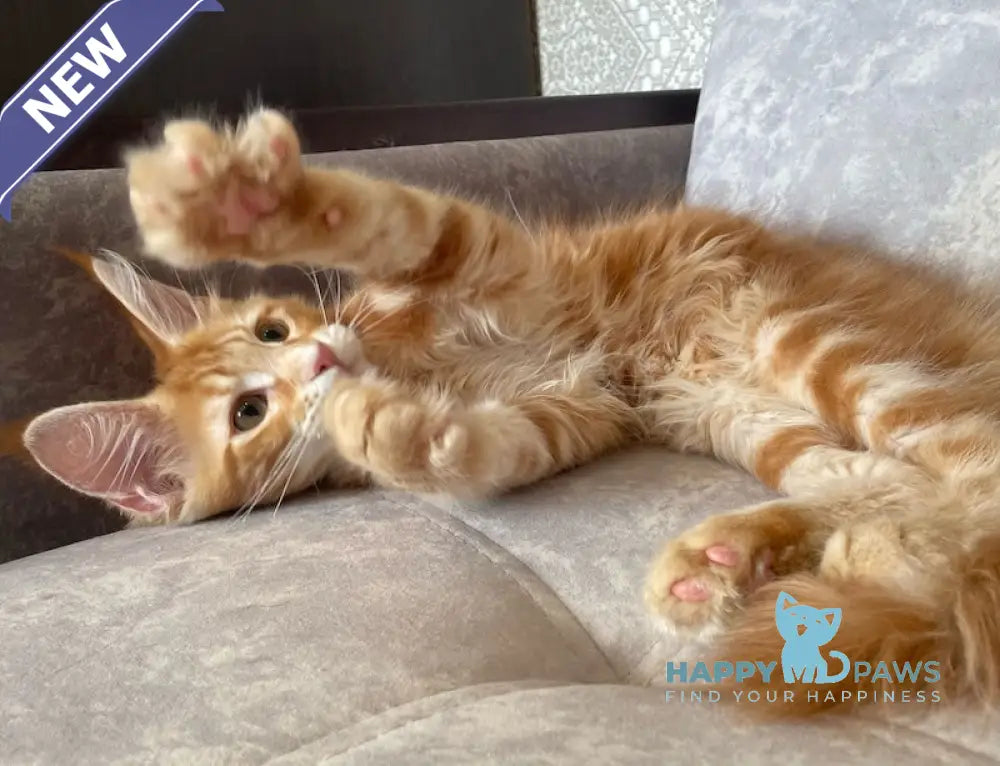Quincy Maine Coon female red tabby live animals