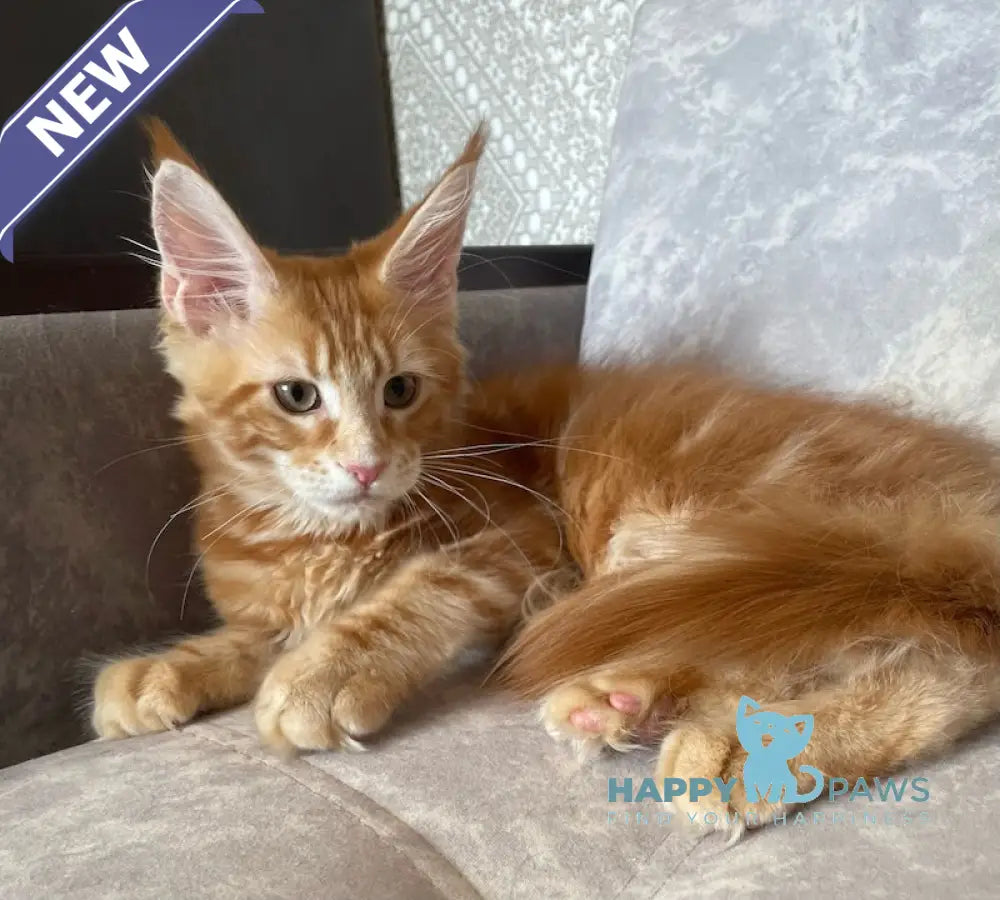 Quincy Maine Coon female red tabby live animals