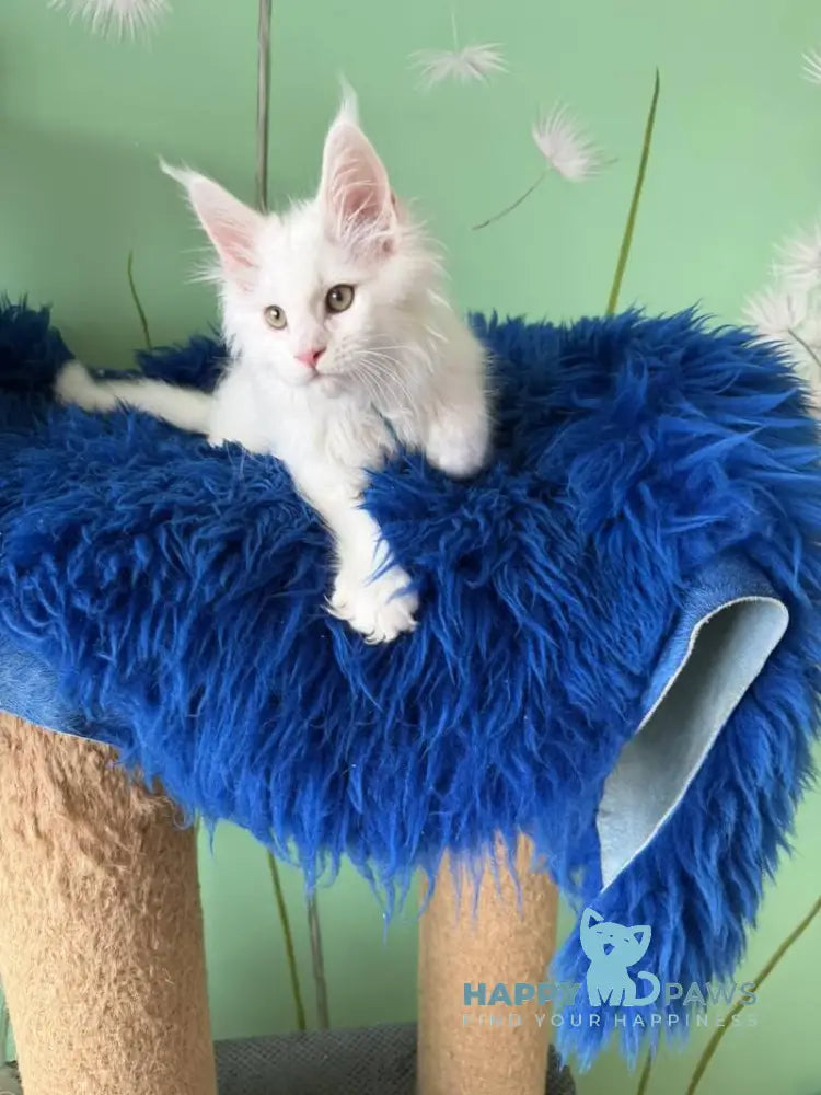 Quincy Maine Coon male white live animals