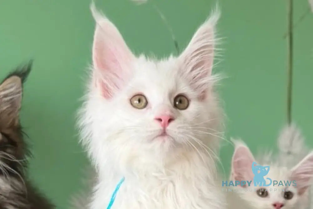 Quincy Maine Coon male white live animals