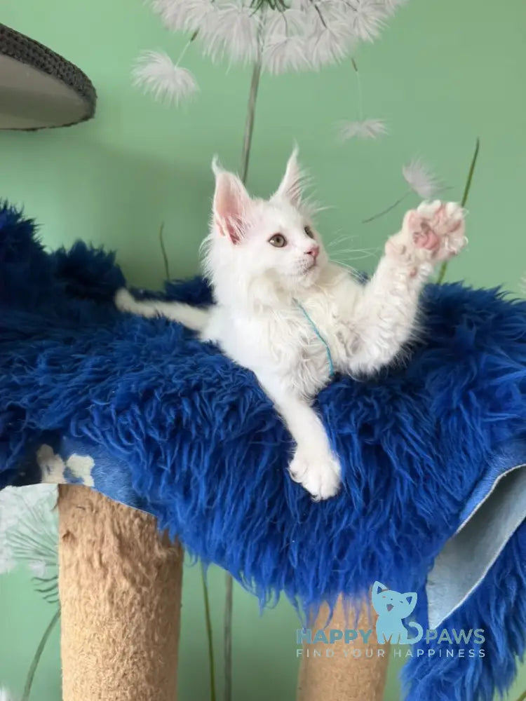 Quincy Maine Coon male white live animals