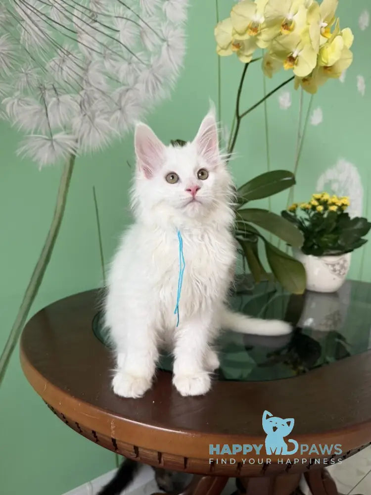 Quincy Maine Coon male white live animals