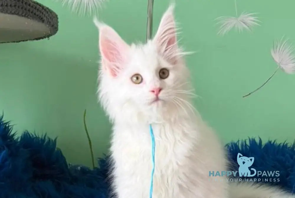 Quincy Maine Coon male white live animals