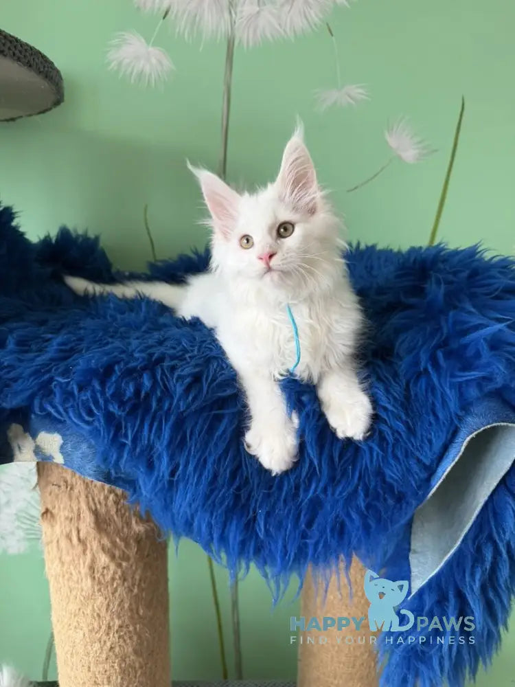 Quincy Maine Coon male white live animals