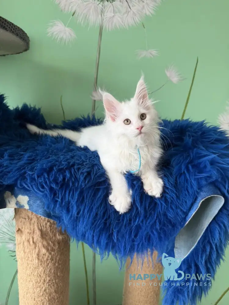 Quincy Maine Coon male white live animals