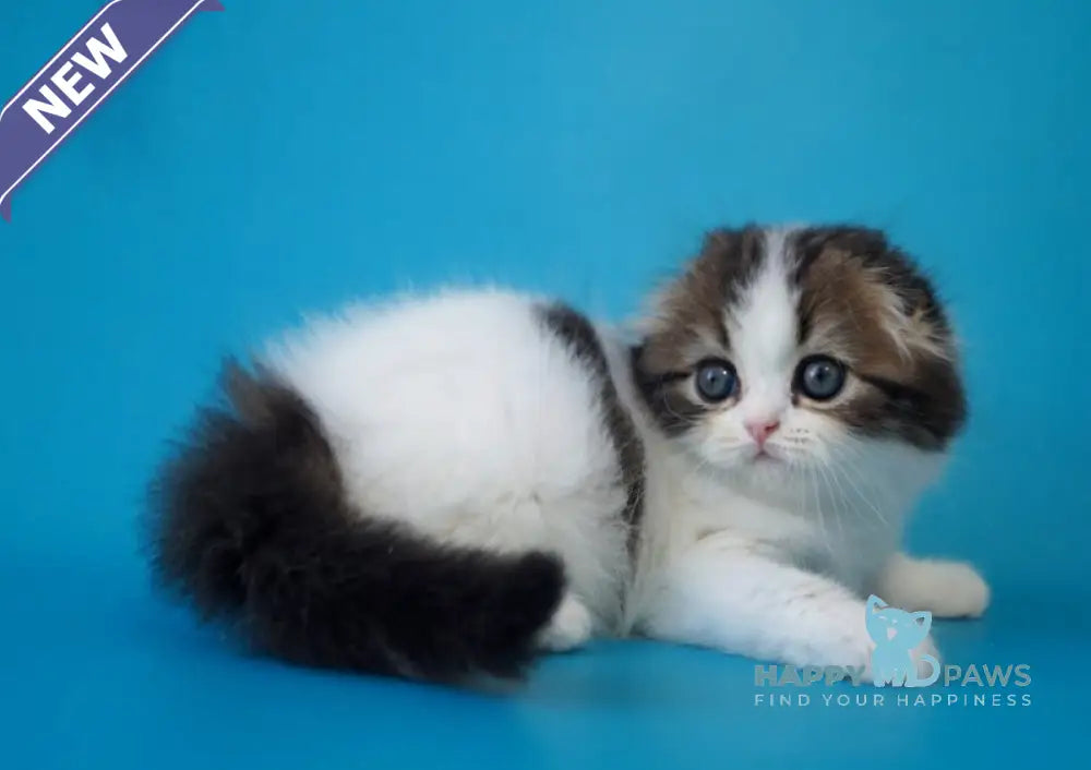 Quincy Scottish Fold female black tabby bicolour live animals