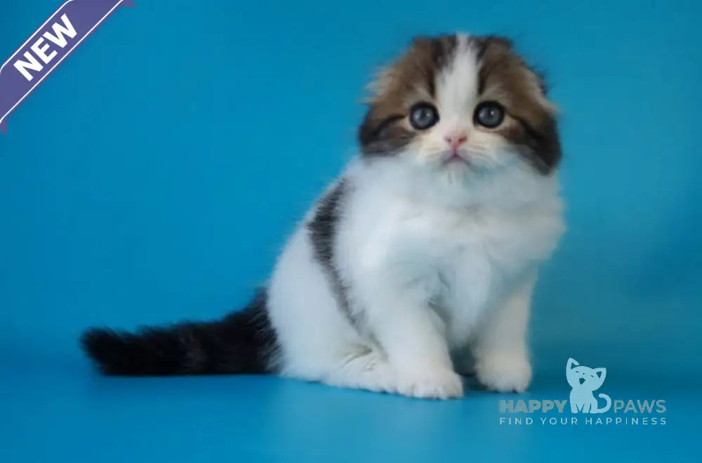 Quincy Scottish Fold female black tabby bicolour live animals