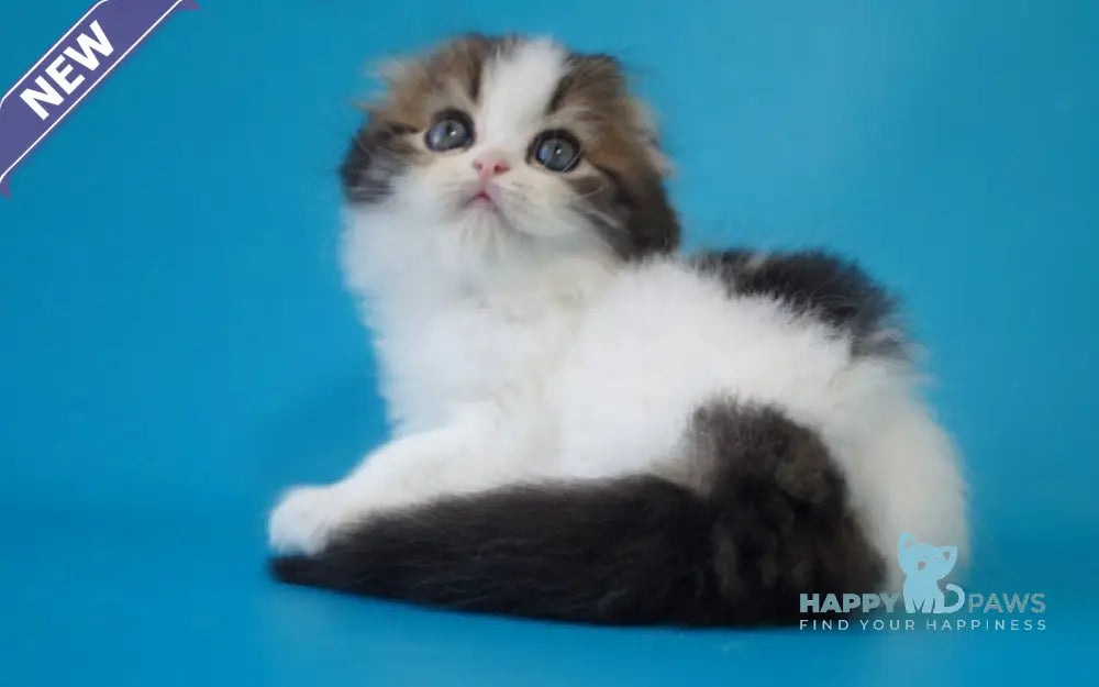 Quincy Scottish Fold female black tabby bicolour live animals