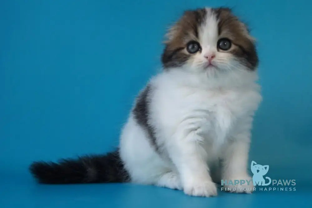 Quincy Scottish Fold female black tabby bicolour live animals
