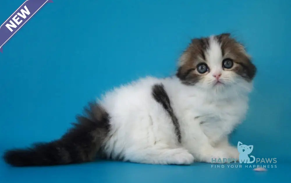 Quincy Scottish Fold female black tabby bicolour live animals