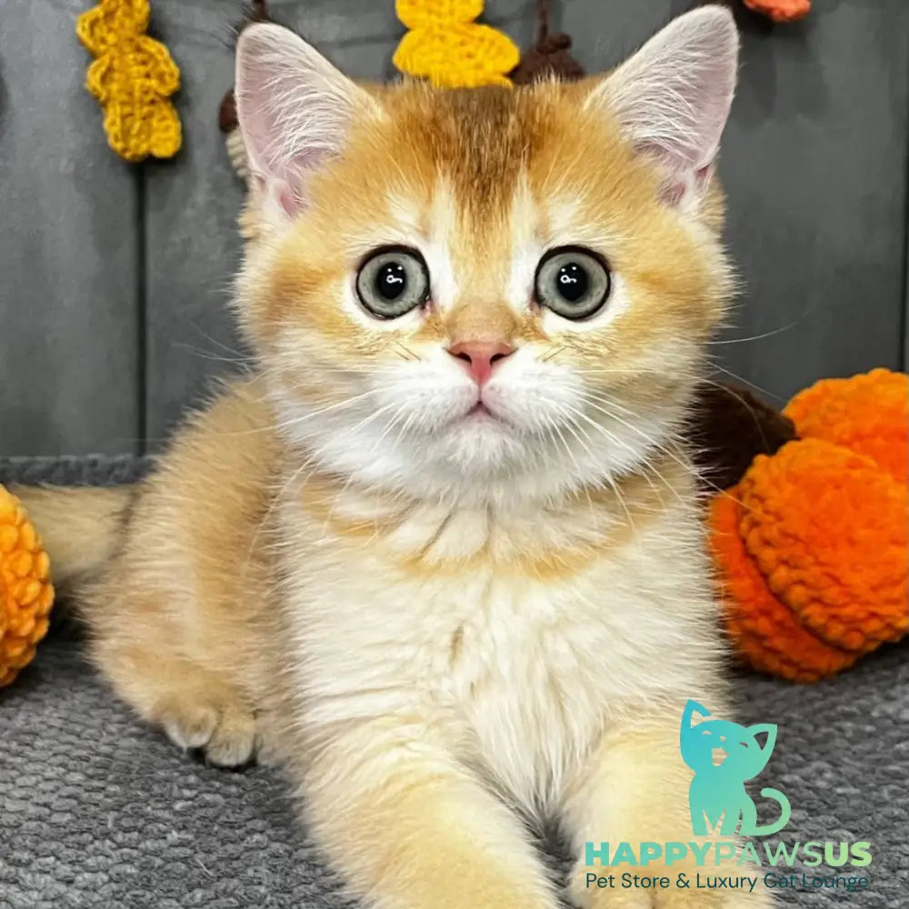 Quincy Scottish Straight female black golden shaded - live animals