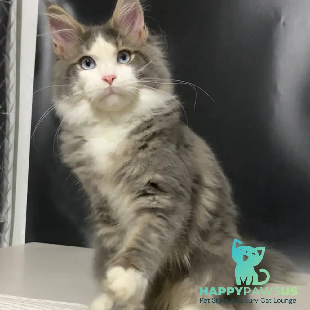 Quinella Maine Coon female blue bicolour tabby - live animals