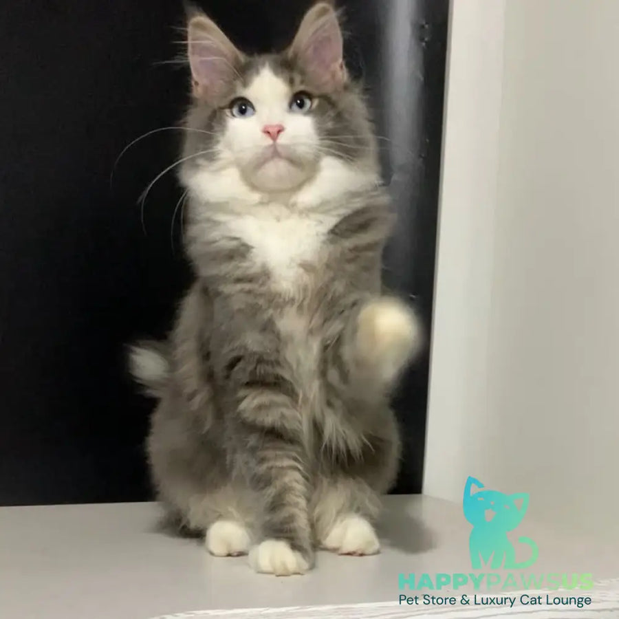 Quinella Maine Coon female blue bicolour tabby - live animals
