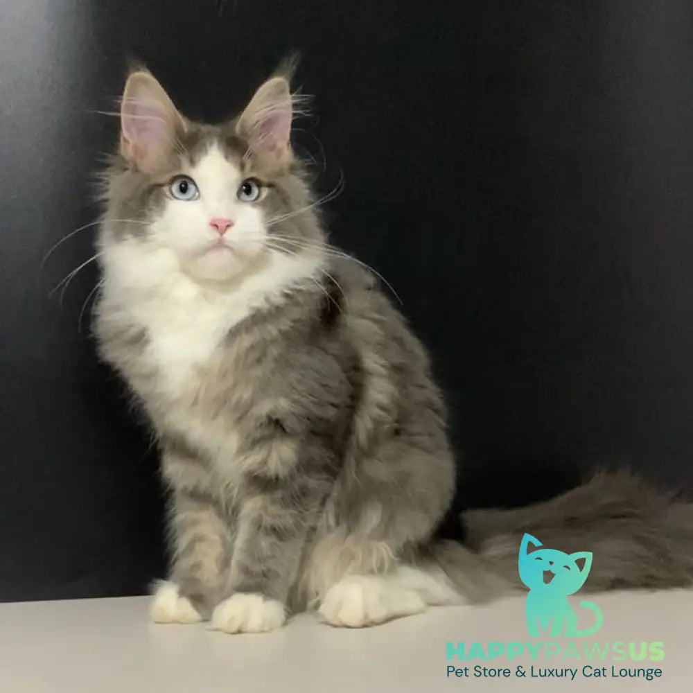 Quinella Maine Coon female blue bicolour tabby - live animals