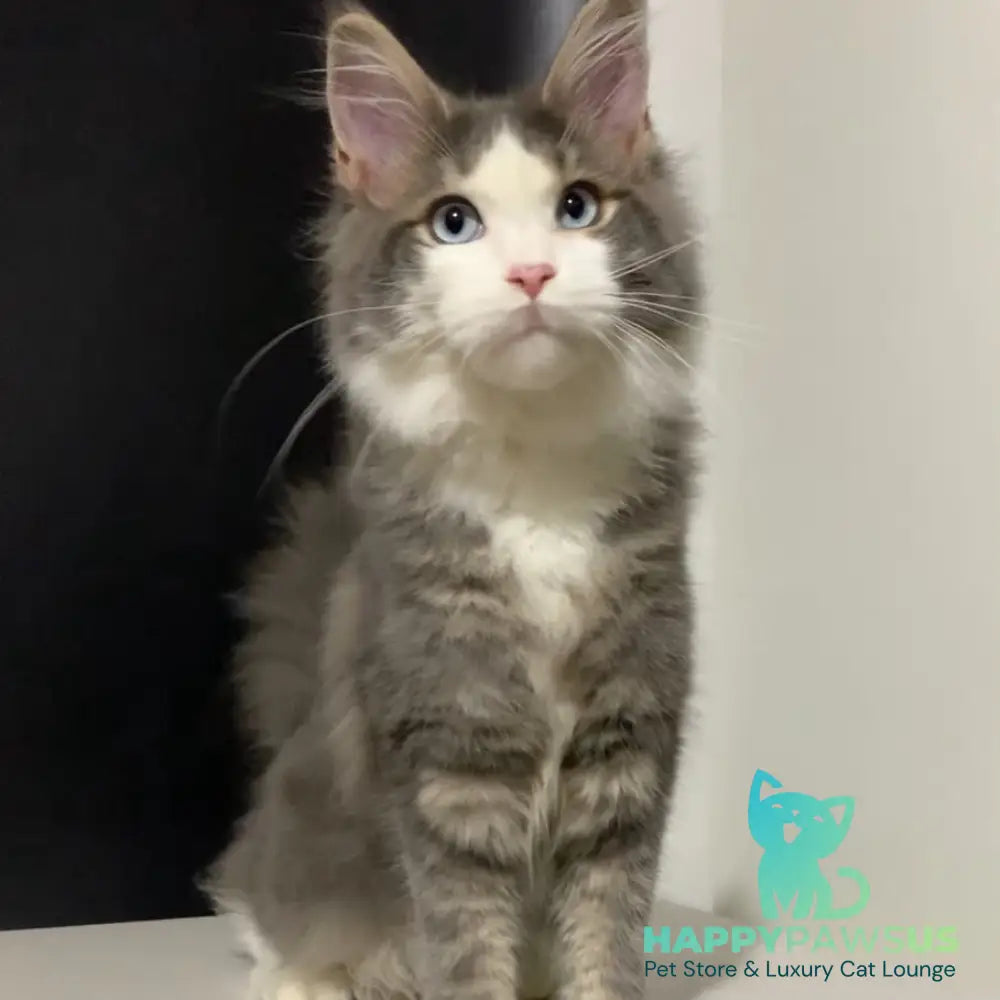 Quinella Maine Coon female blue bicolour tabby - live animals