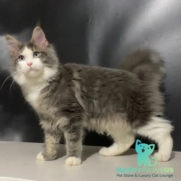 Quinella Maine Coon female blue bicolour tabby - live animals
