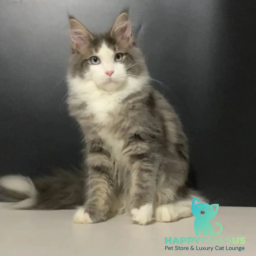 Quinella Maine Coon female blue bicolour tabby - live animals