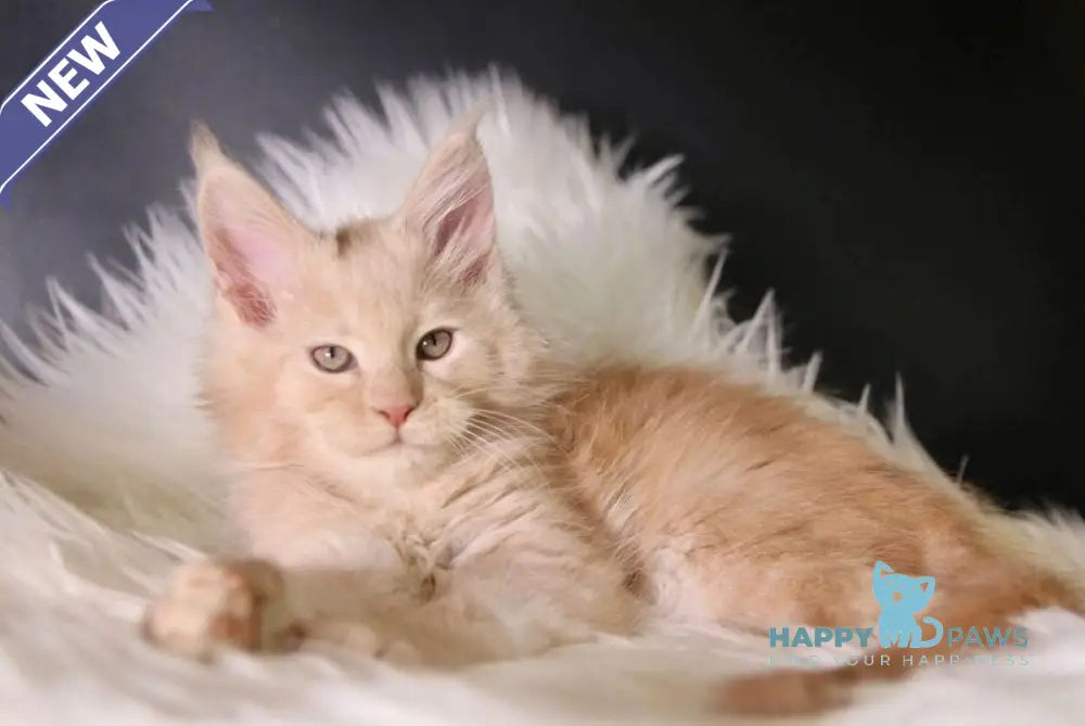 Quini Maine Coon male cream live animals