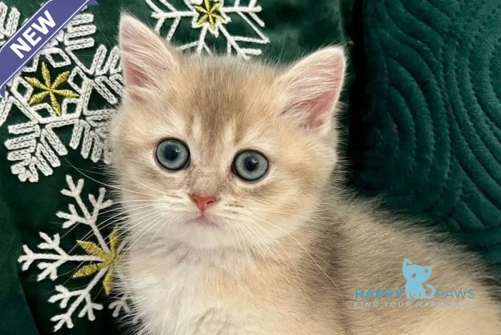 Quinlan British Shorthair male blue golden chinchilla live animals