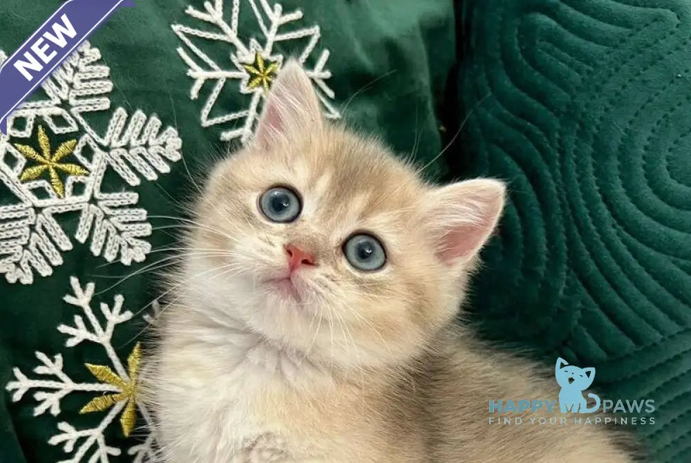 Quinlan British Shorthair male blue golden chinchilla live animals