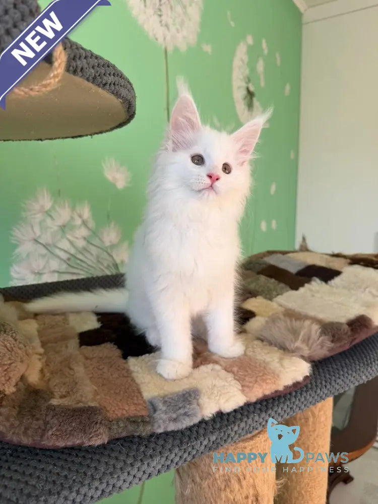 Quinlan Maine Coon male white live animals