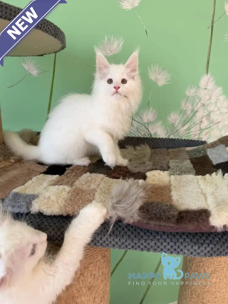 Quinlan Maine Coon male white live animals