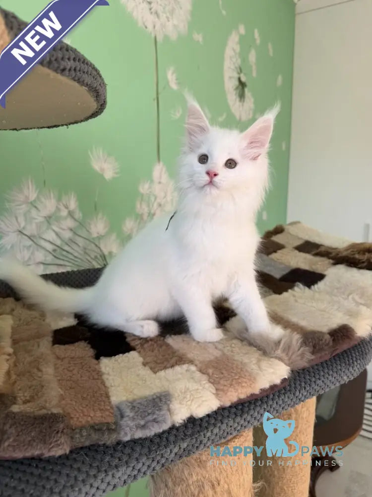 Quinlan Maine Coon male white live animals