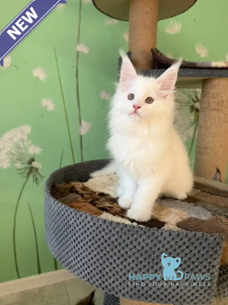 Quinlan Maine Coon male white live animals