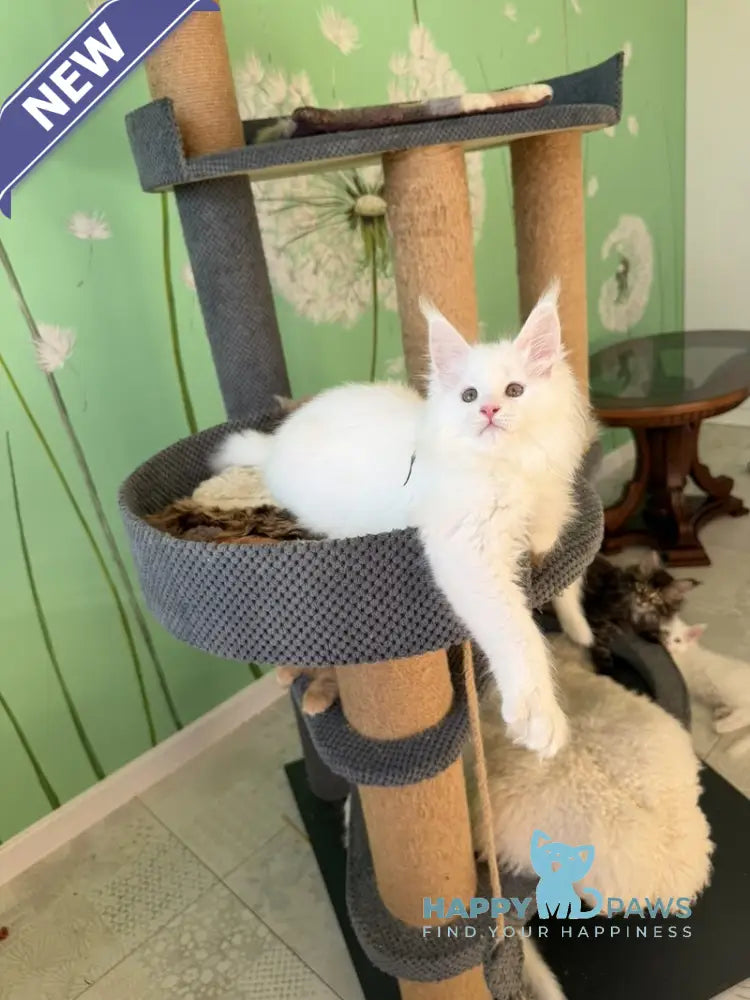 Quinlan Maine Coon male white live animals