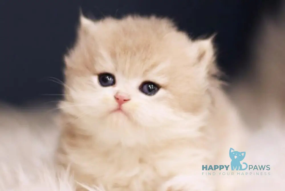 Quinn British Longhair female blue golden shaded live animals