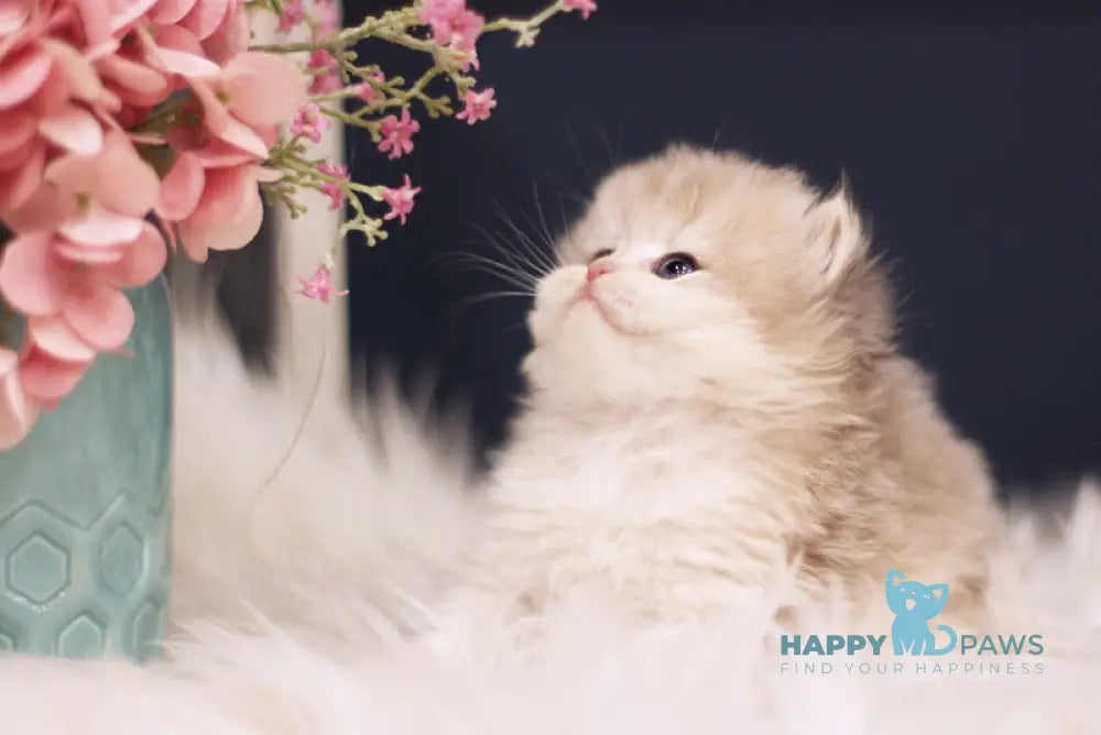 Quinn British Longhair female blue golden shaded live animals