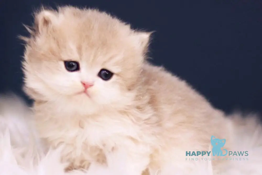 Quinn British Longhair female blue golden shaded live animals