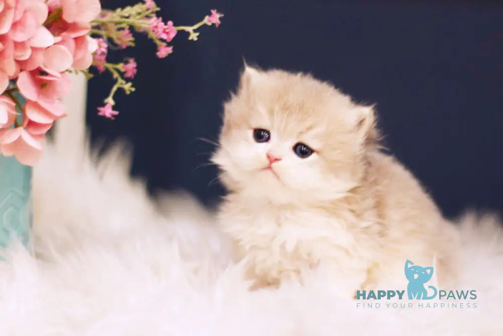 Quinn British Longhair female blue golden shaded live animals