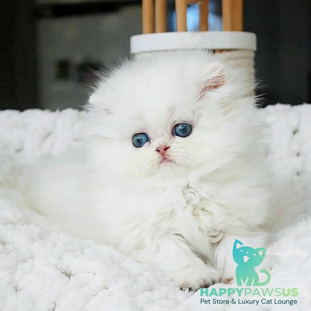 Quinn British Longhair male black silver shaded pointed - live animals