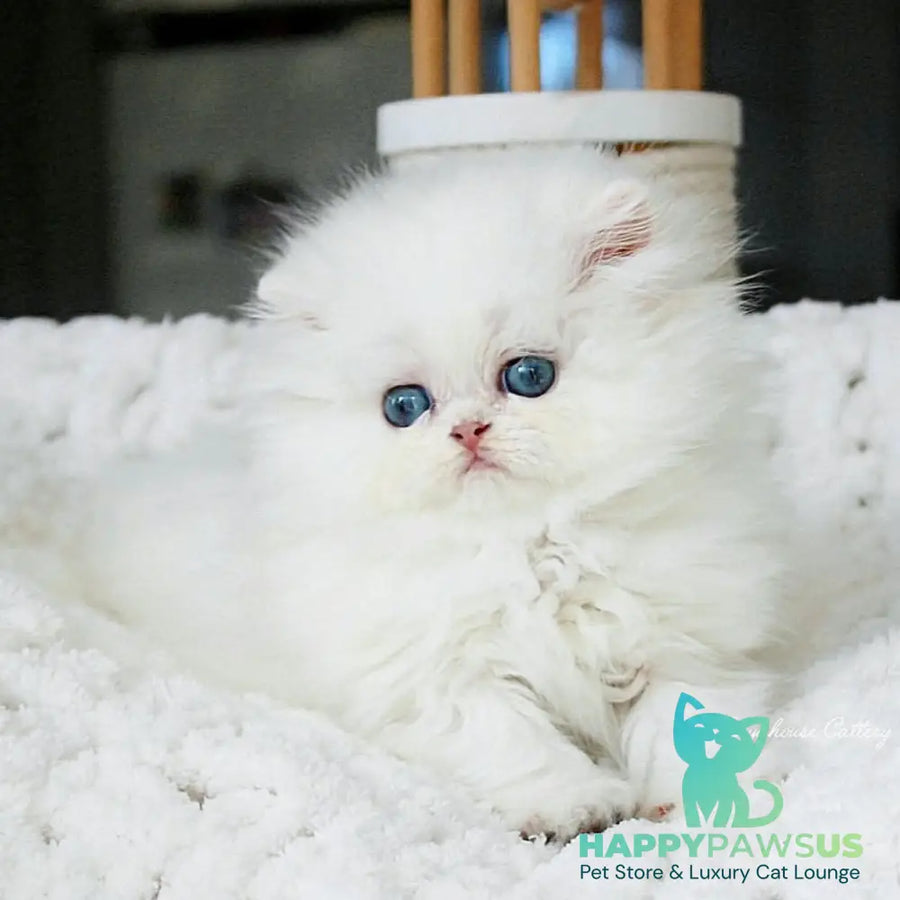 Quinn British Longhair male black silver shaded pointed - live animals