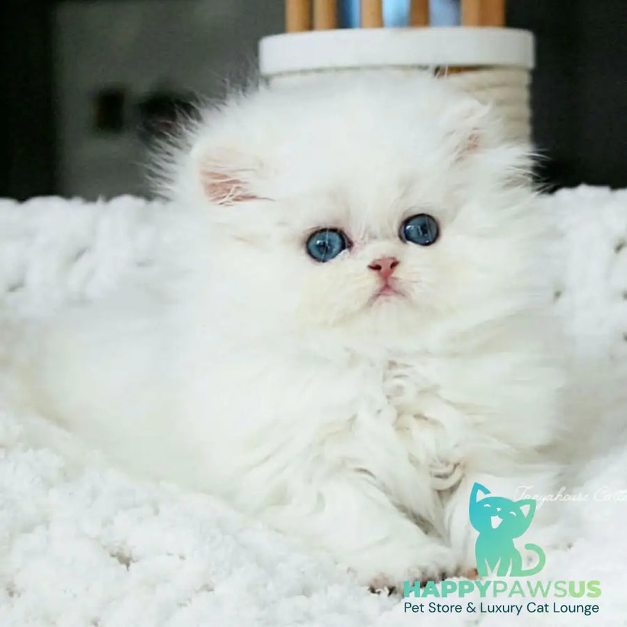 Quinn British Longhair male black silver shaded pointed - live animals