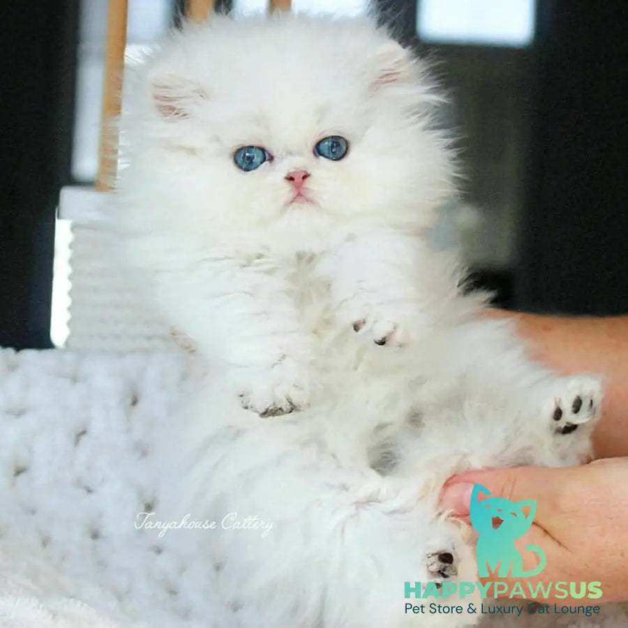 Quinn British Longhair male black silver shaded pointed - live animals
