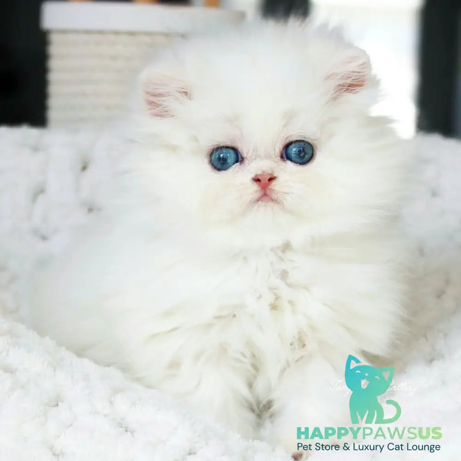 Quinn British Longhair male black silver shaded pointed - live animals
