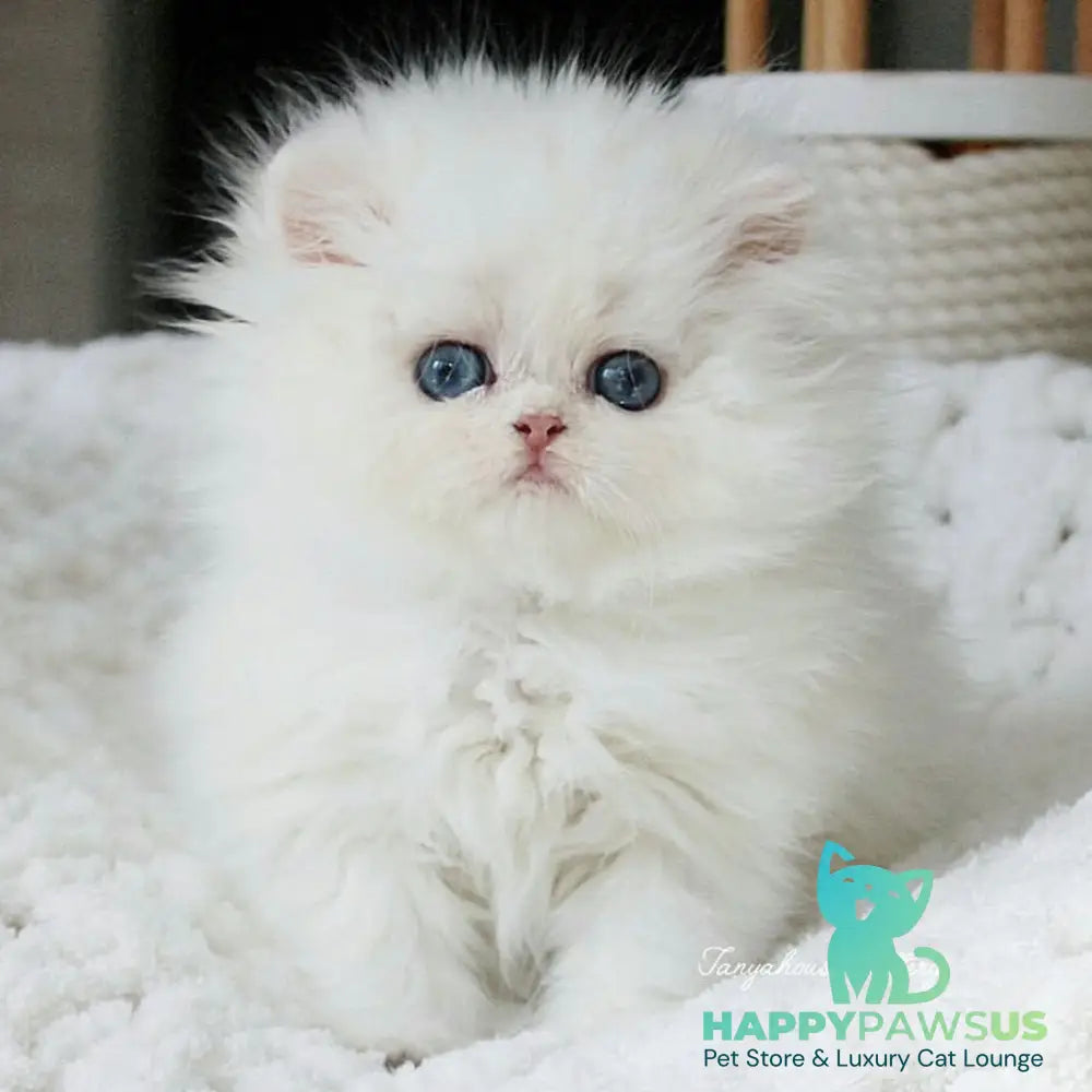 Quinn British Longhair male black silver shaded pointed - live animals