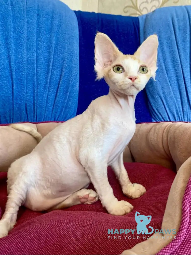 Quinn Devon Rex female red harlequin live animals