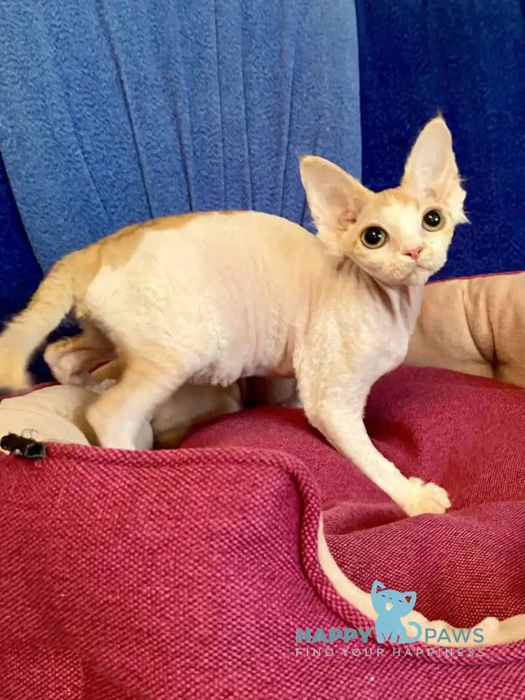 Quinn Devon Rex female red harlequin live animals