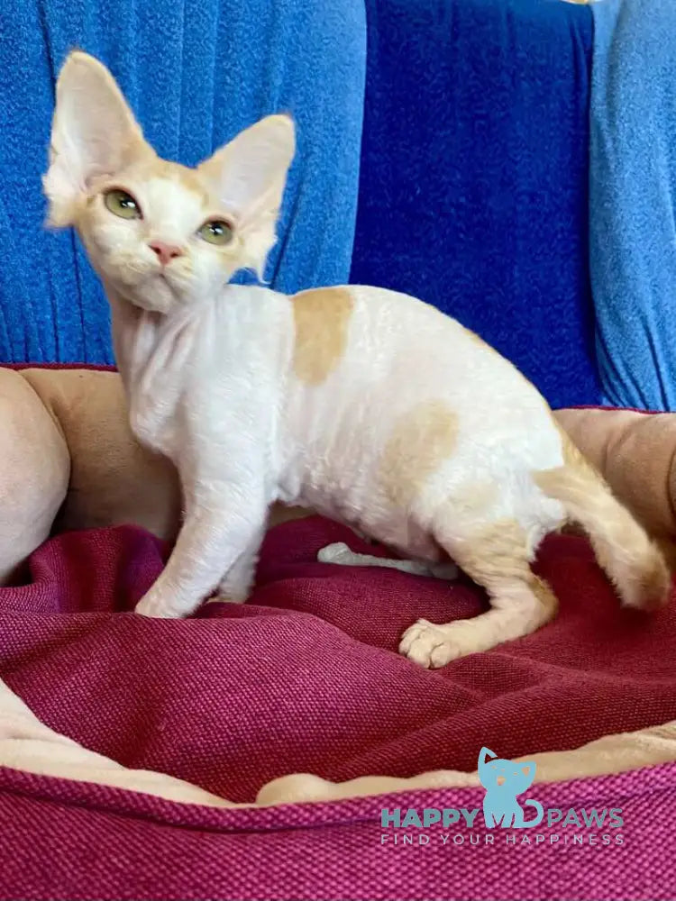 Quinn Devon Rex female red harlequin live animals