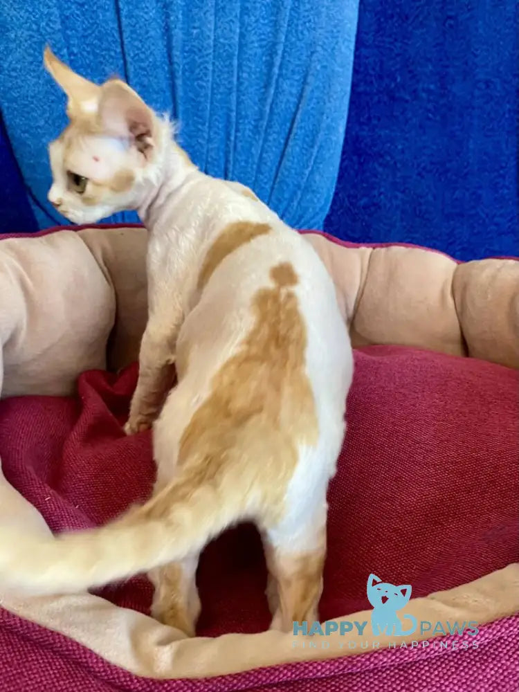 Quinn Devon Rex female red harlequin live animals