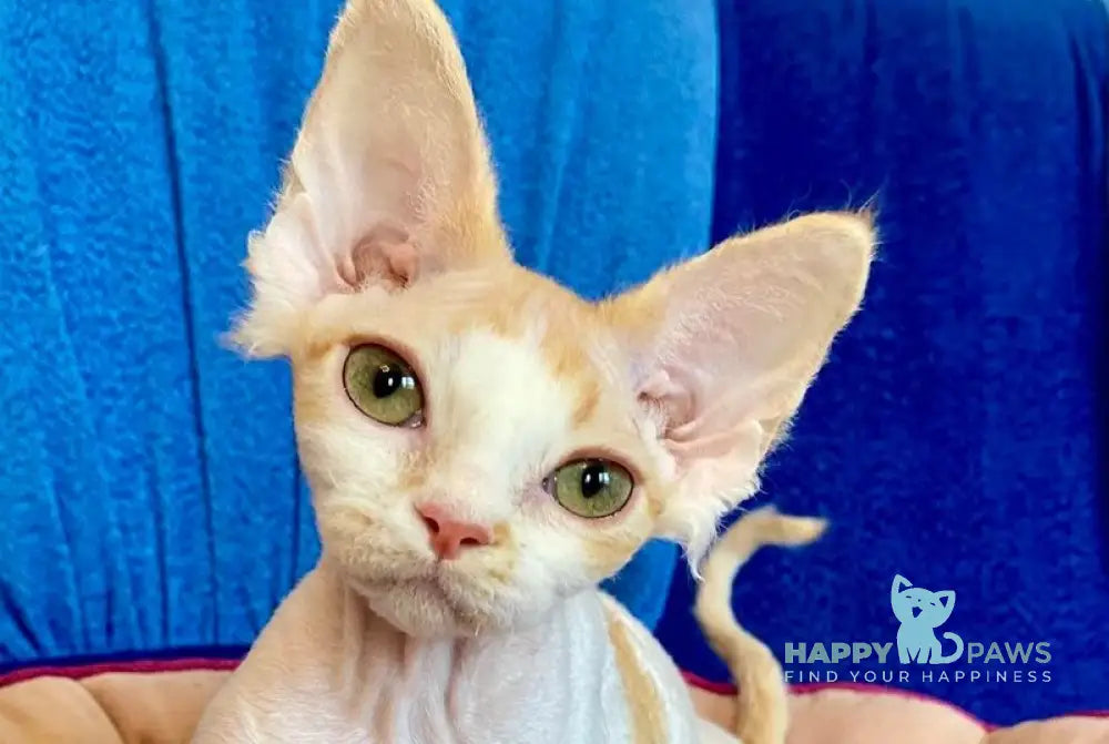 Quinn Devon Rex female red harlequin live animals