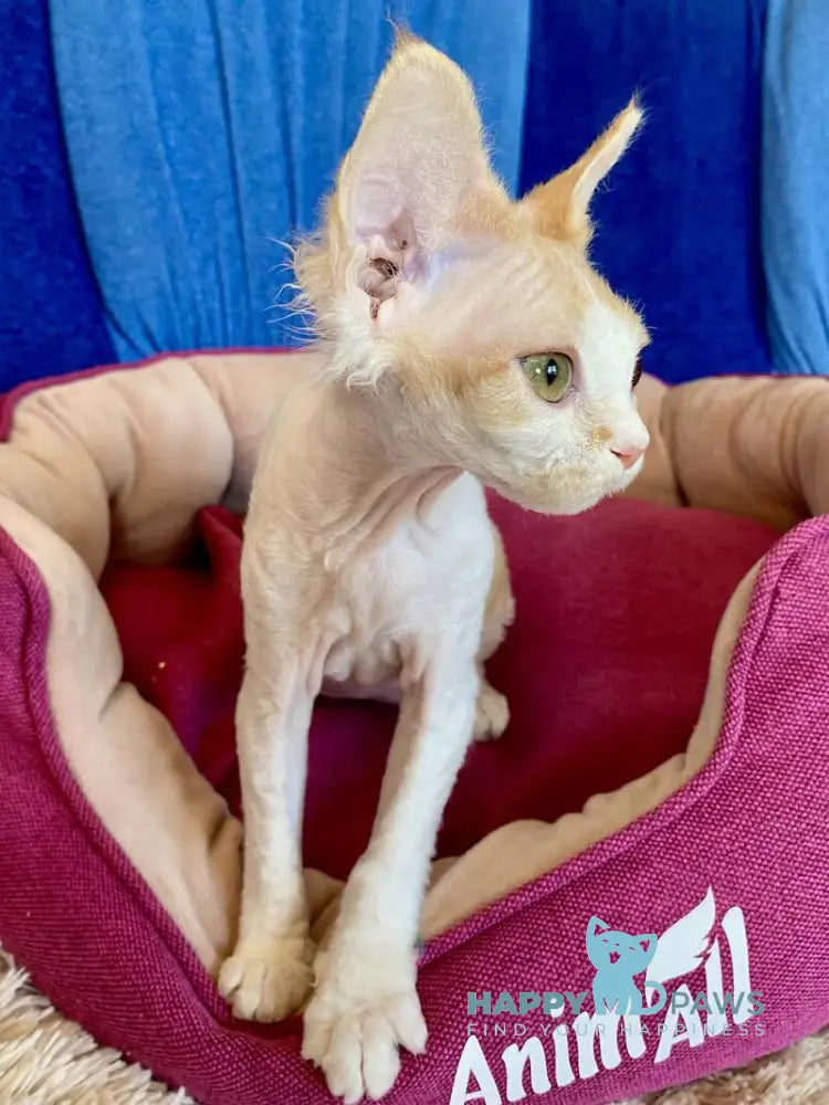 Quinn Devon Rex female red harlequin live animals