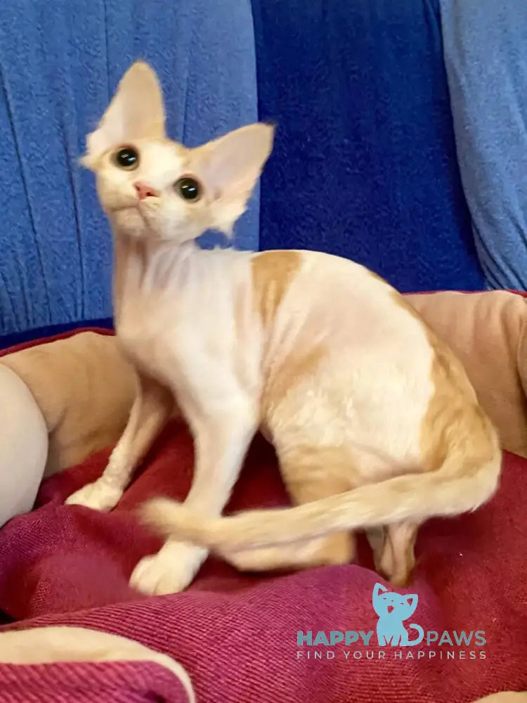 Quinn Devon Rex female red harlequin live animals
